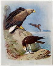 British Birds by Archibald Thorburn (1918)
